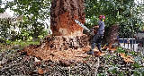 Abattage d'arbres 60